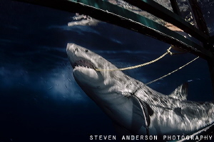 Chomping! After several attempts this Great White Shark g... by Steven Anderson 